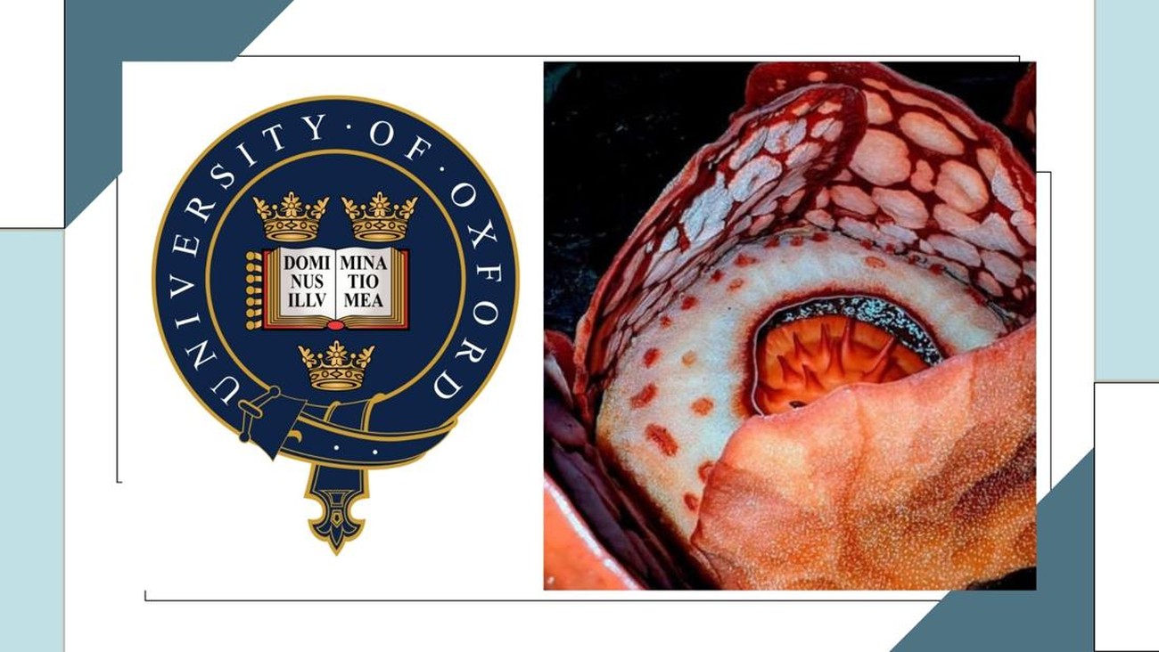 University of Oxford Banjir Kritikan Netizen Indonesia, Ada Apa?