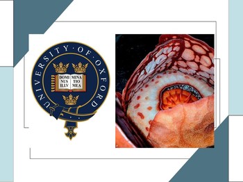 University of Oxford Banjir Kritikan Netizen Indonesia, Ada Apa?