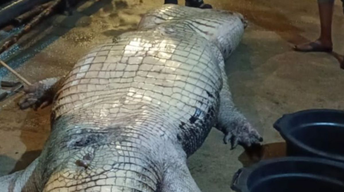Buaya 585 Kg Mati di Riau: Perut Berisi Karung Goni, Pisau hingga TV