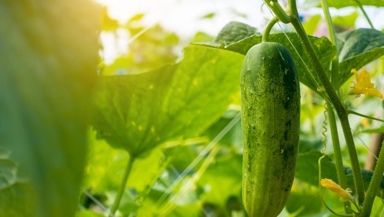 Cucumber in the garden