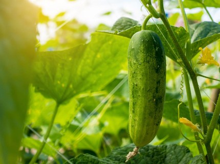 15 Tanaman Sayuran yang Cepat Tumbuh dan Panen di Pekarangan Rumah