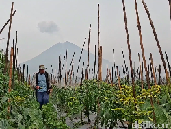 105 Hektare Lahan Petani Rusak Terdampak Erupsi Gunung Semeru