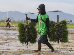 RI Swasembada Beras Sepanjang 2025, Stok Awal 2026 Capai 12,529 Juta Ton