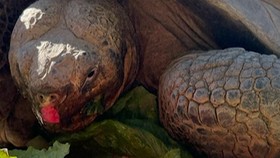 Duka Kebun Binatang San Diego, Ditinggal Mati Kura-kura 141 Tahun