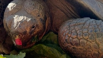 Duka Kebun Binatang San Diego, Ditinggal Mati Kura-kura 141 Tahun