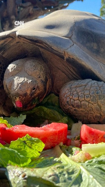 Duka Kebun Binatang San Diego, Ditinggal Mati Kura-kura 141 Tahun