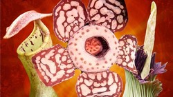 Video: 3 Flora Langka Indonesia yang Bikin Dunia Terpana