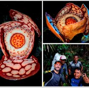 5 Fakta Menarik Penemuan Rafflesia hasseltii, Flora Langka yang Baru Muncul Lagi Setelah 13 Tahun!