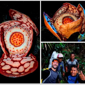 5 Fakta Menarik Penemuan Rafflesia hasseltii, Flora Langka yang Baru Muncul Lagi Setelah 13 Tahun!