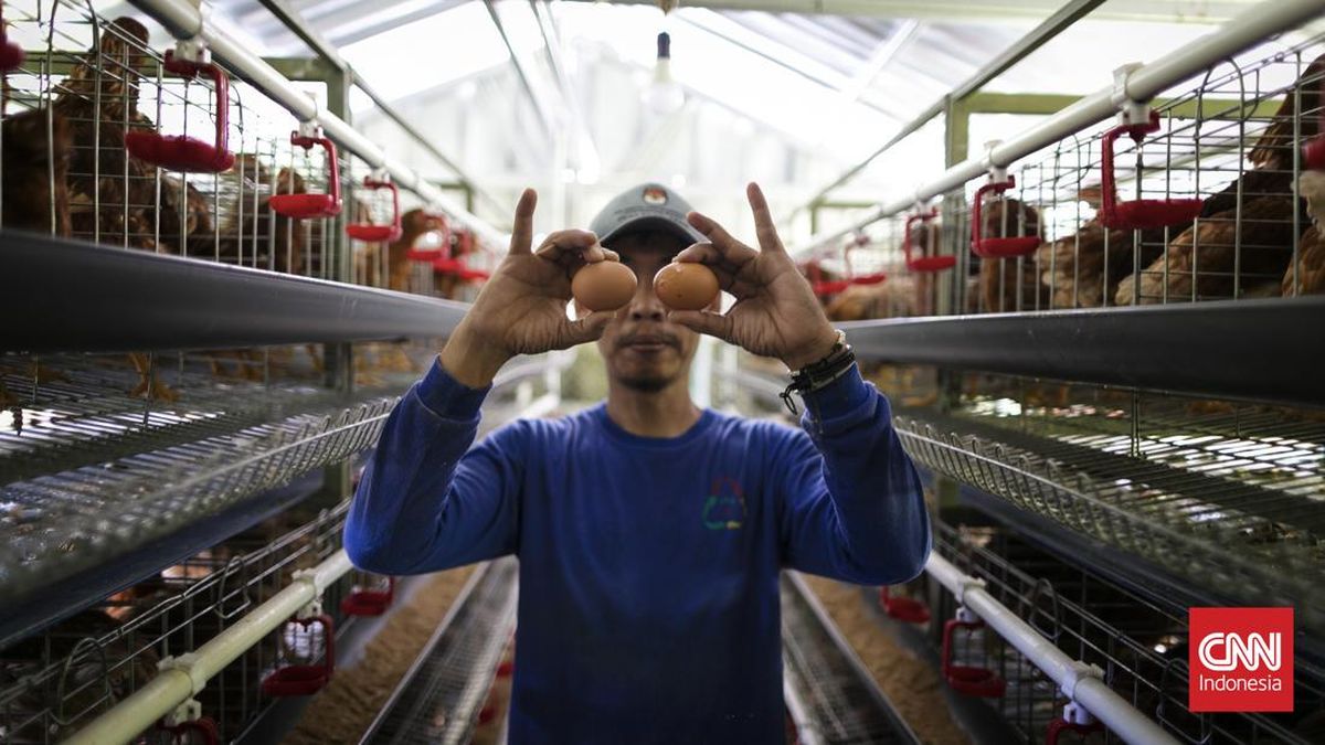 RI Fokus Swasembada Telur dan Daging Ayam Tahun Depan untuk Dukung MBG