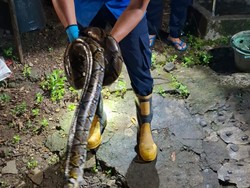 Ular Sanca 2,5 Meter Muncul di Kandang Ayam Warga Bantul Tengah Malam