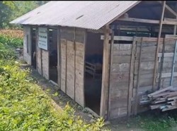 Miris Gedung Sekolah di Bojonegoro, Berdinding Kayu Berlantai Tanah