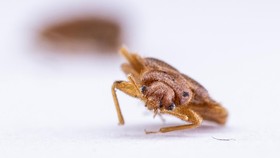 FOTO: Kutu Busuk Direkrut Jadi Detektif Ungkap Kejahatan di Malaysia