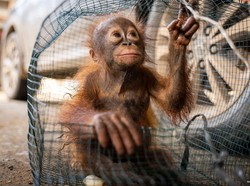 Kondisi Randy Si Bayi Orang Utan Usai Diselamatkan dari Tambang Ilegal