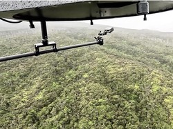 Ratusan Ribu Nyamuk Rekayasa Dilepas di Hawaii, Ini Tujuannya