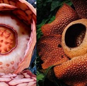 3 Perbedaan Rafflesia hasseltii dan Rafflesia arnoldi, Serupa Tapi Tak Sama!