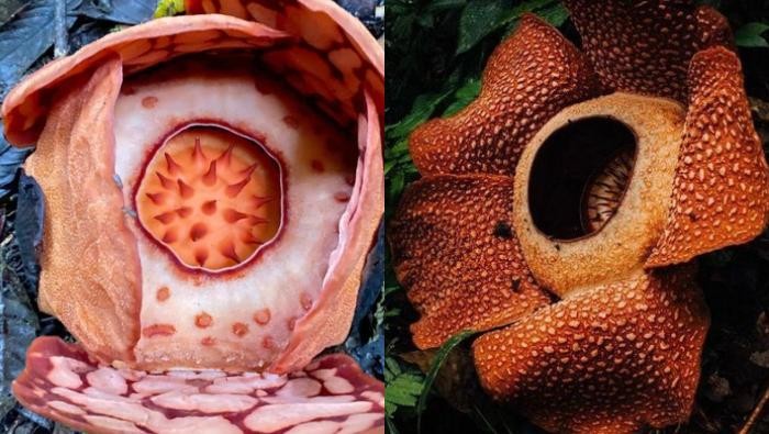 3 Perbedaan Rafflesia hasseltii dan Rafflesia arnoldi, Serupa Tapi Tak Sama!