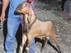 Pemuda di Lampung Tengah Curi Kambing Adiknya karena ingin Beli HP