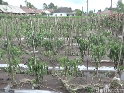 Tanaman Cabai Mati Usai Erupsi Semeru, Petani Lumajang Rugi Rp 50 Juta