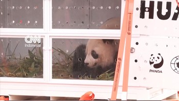 2 Panda Raksasa Mudik ke China Usai Tinggal 13 Tahun di Prancis