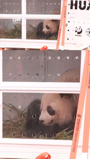 2 Panda Raksasa Mudik ke China Usai Tinggal 13 Tahun di Prancis