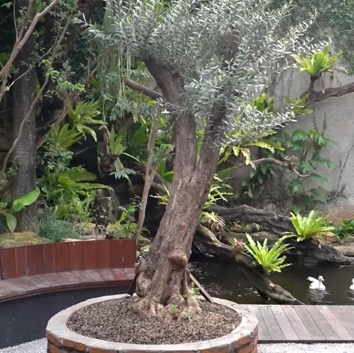 <p>Tanpa menunggu lama, Irfan bersama timnya pun segera menata pohon zaitun tersebut di pekarangan rumahnya, Bunda. Pohon itu diletakkan tepat di tengah area kursi bulat. (Foto: Youtube @deHakims)</p>