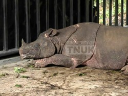 Pengamat Satwa Minta Translokasi Dihentikan Usai Badak Jawa Mati di TNUK