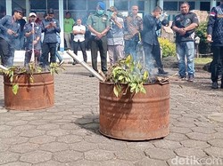 BNNK Temukan Ladang Teh Arab di Kaki Gunung Gede Pangrango