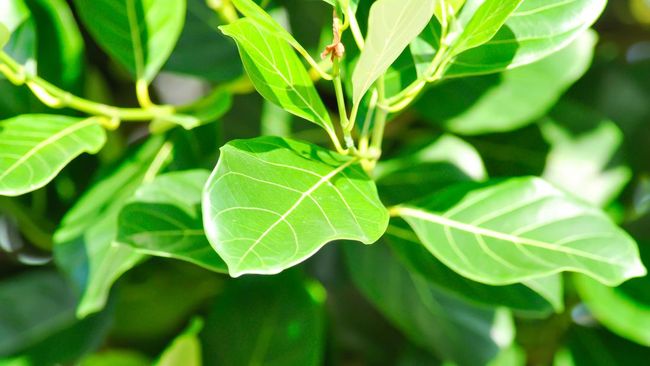 Tak cuma dagingnya, daun nangka juga perlu dipertimbangkan untuk dikonsumsi. Memangnya, apa saja manfaat daun nangka?