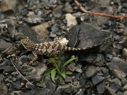 Spesies Langka Ditemukan! Ada Kadal Kecil Baru di Pegunungan Negara Ini