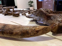 Tak Hanya Stegodon, Kehidupan Purba di Nganjuk Juga Akan Digali Peneliti