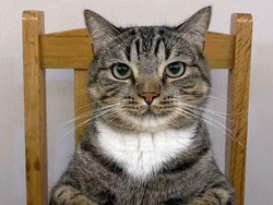 Video: Bolehkah Jual Beli Kucing dalam Islam?