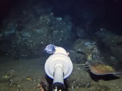 YouTuber Tenggelamkan Kamera ke Dasar Laut Bali, Temukan Ikan Pari Langka