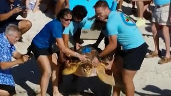 Kisah Molly, Penyu Penyintas Tumor Dilepas Kembali ke Laut