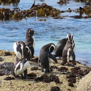 5 Destinasi Wisata Seru di Afrika Selatan, Kunjungi Kalau Liburan ke Sana!