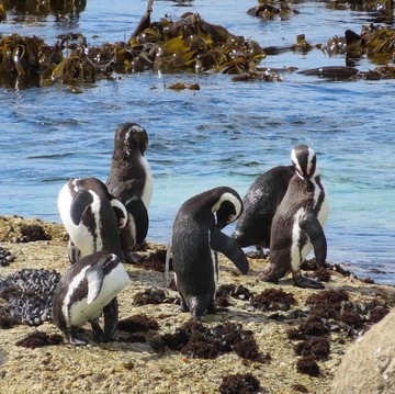 5 Destinasi Wisata Seru di Afrika Selatan, Kunjungi Kalau Liburan ke Sana!