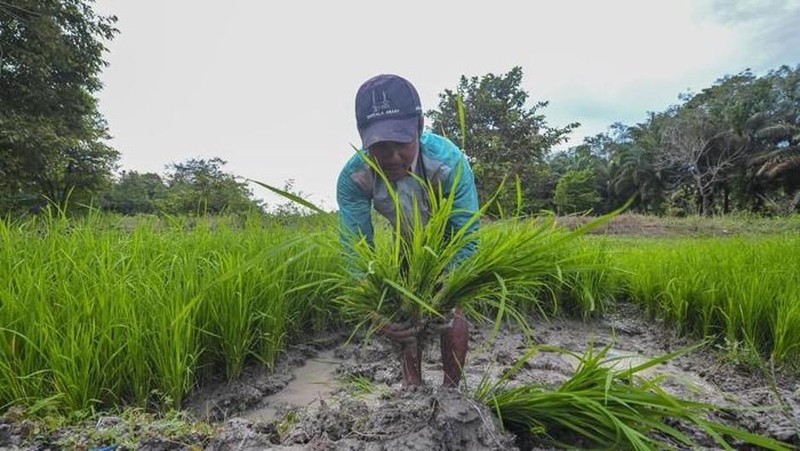 Pemkab Indramayu Genjot Regenerasi Petani Lewat Pelatihan Anak Muda