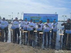 Andra Soni Tanam Mangrove di Serang, Harap 8 Ribu Pohon Tak Hilang