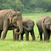 Deretan Tragedi Kematian Anak Gajah di Indonesia yang Terjadi Sepanjang Tahun Ini