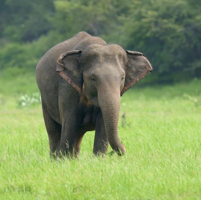 Sepanjang tahun 2025 ini, ada sejumlah tragedi kematian anak gajah di Indonesia yang meninggalkan kesedihan mendalam.