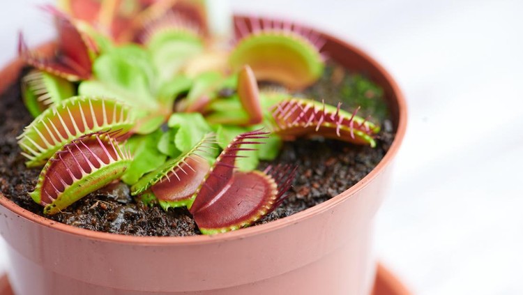 carnivorous plant -Dionaea muscipula - in a red plant pot, macro color photo