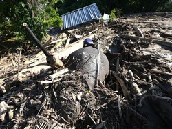 Video: Miris! Seekor Gajah Mati Tertimbun Kayu Pascabanjir di Aceh
