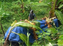 Minibus Bawa 2 WNA Terjun ke Jurang di Jalur Bromo