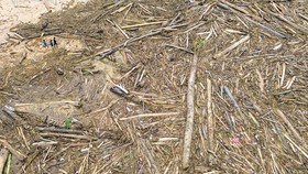 FOTO: Kayu Gelondongan Menumpuk di Pantai Padang Pascabanjir