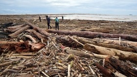 Polisi Setop Penyelidikan Temuan Kayu Gelondongan di Lampung
