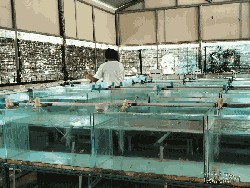 Budidaya Nemo dan Kuda Laut di Pulau Tidung Kecil