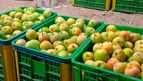 Bidik Pasar Ekspor, Pemkab Indramayu Genjot Kualitas Mangga