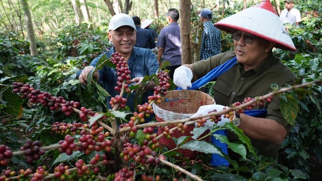 Kopi Arabika dari lereng Ijen, Bondowoso, sudah disiapkan menyapa pasar global.