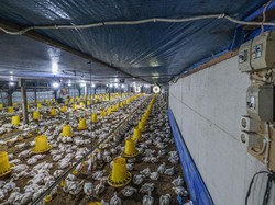 Harga Ayam di Kandang Anjlok, Peternak Meringis Rugi!