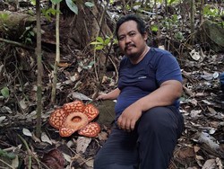Cerita Warga Pontianak Temukan Rafflesia Hasseltii di Perbatasan RI-Malaysia